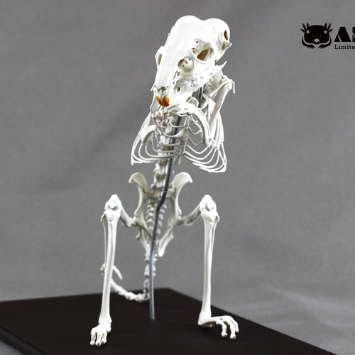 チンチラ（Chinchilla lanigera）等倍全身骨格レプリカ その他置物