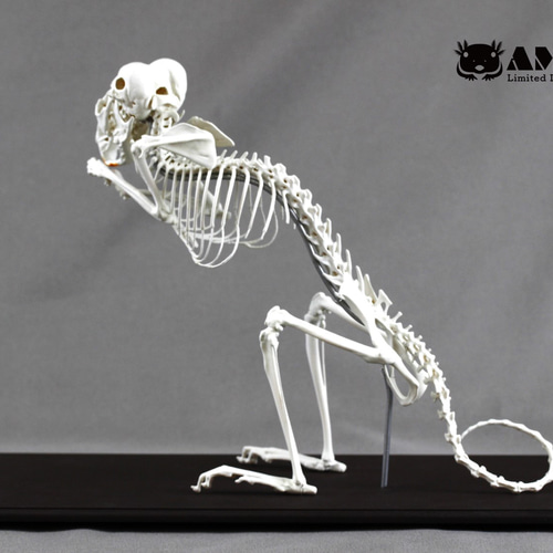 チンチラ（Chinchilla lanigera）等倍全身骨格レプリカ その他置物