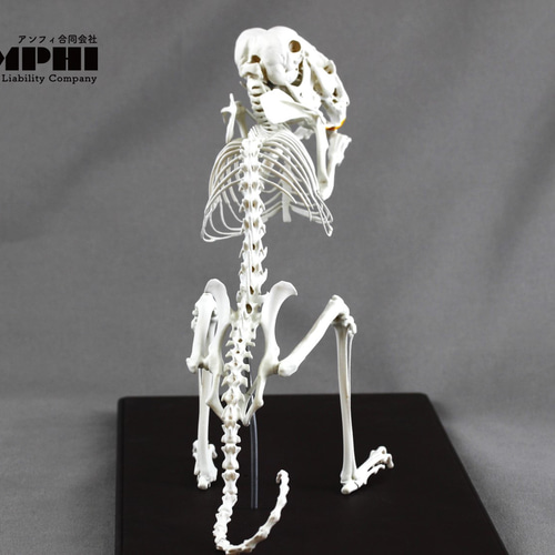 チンチラ（Chinchilla lanigera）等倍全身骨格レプリカ その他置物