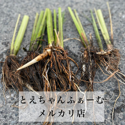 原生種 真菰(まこも)の新芽 大苗 3本 (育て方の説明書付き)】 その他