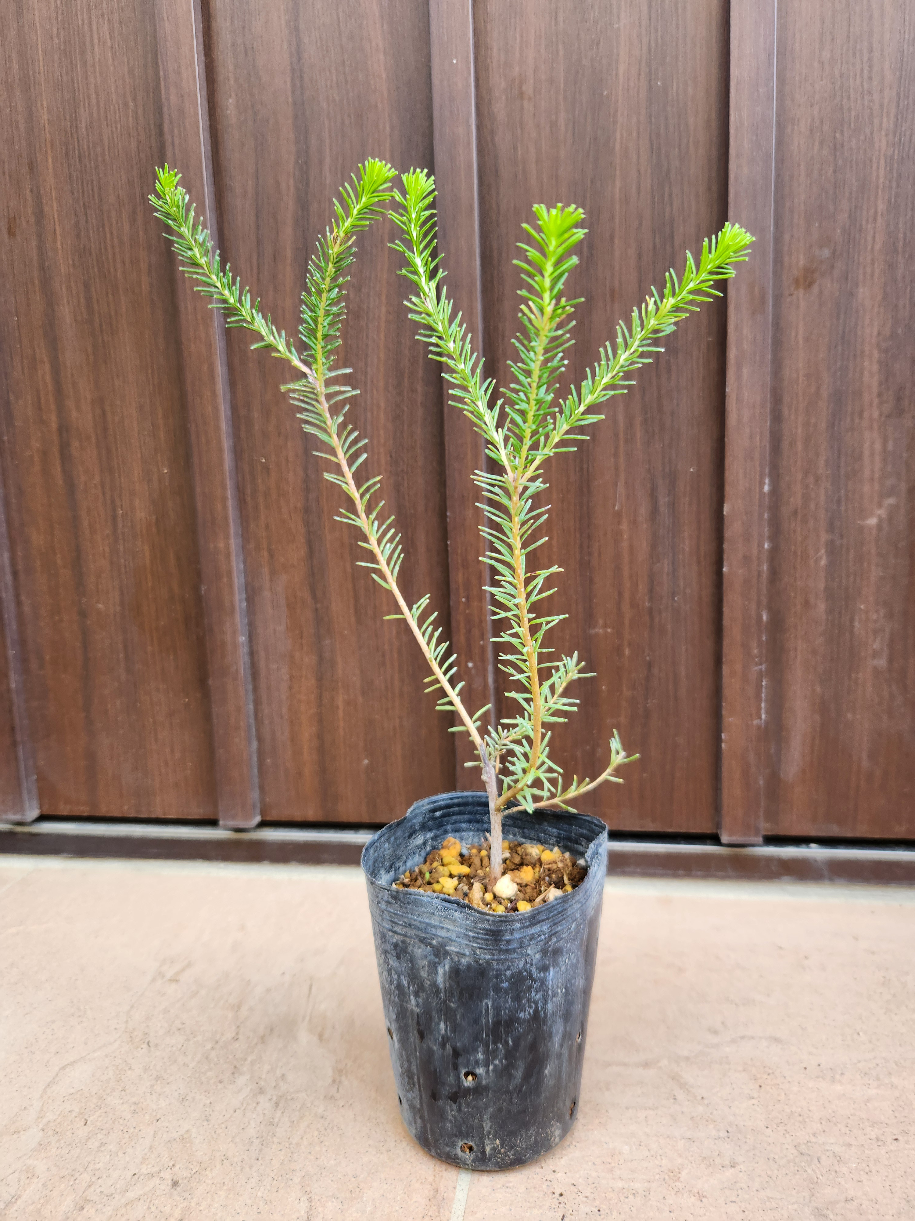 ヘアピンバンクシア スピヌロサ 鉢植え11 苗木 オージープランツ