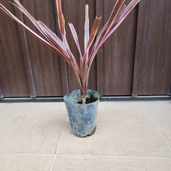可愛い♪ユーカリ ポポラス テラコッタ鉢植え 苗 シンボルツリーに