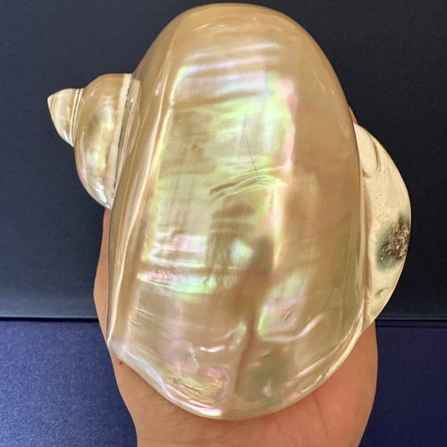 夜光貝 置物 飾り 磨き上げ済み 美品 13cm 250㌘前後 ライトおまけ