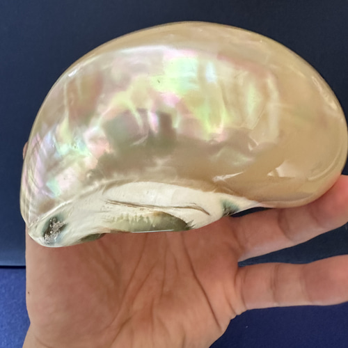 夜光貝 置物 飾り 磨き上げ済み 美品 13cm 250㌘前後 ライトおまけ