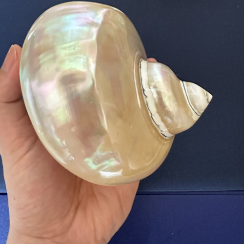 夜光貝 置物 飾り 磨き上げ済み 美品 13cm 250㌘前後 ライトおまけ