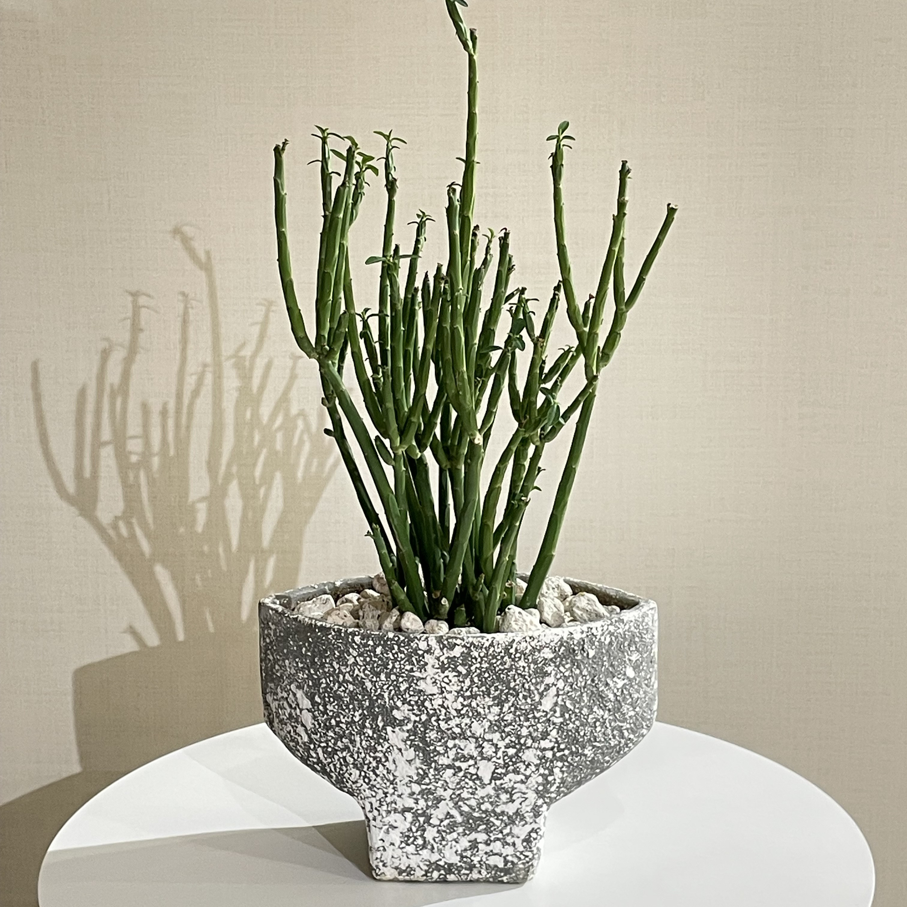 一点物の観葉植物｜ユーフォルビア・フォスフォレア　｜　観葉植物　ギフト　インテリア　植物　フラワーポット　グリーン