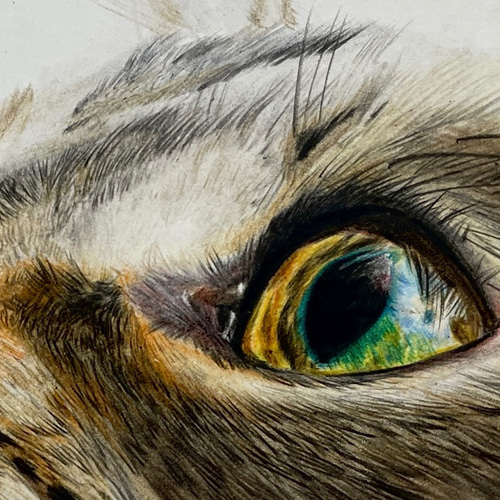 見つめる先に』– 青い瞳のキジトラ猫｜色鉛筆画 A4サイズ 原画