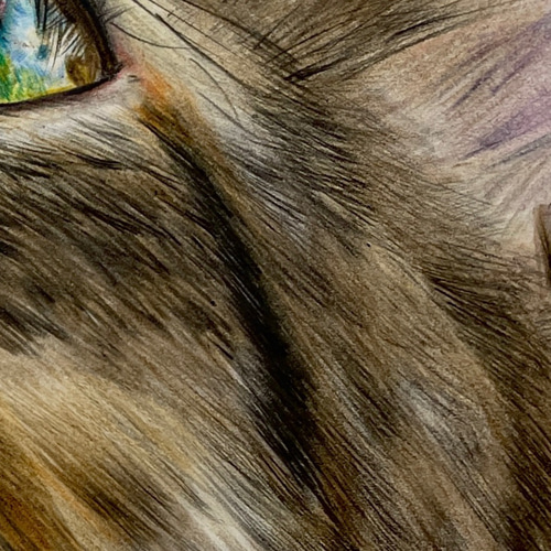 見つめる先に』– 青い瞳のキジトラ猫｜色鉛筆画 A4サイズ 原画