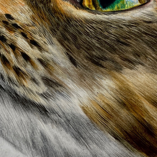 色鉛筆画 A4.キジトラ Yahoo!オークション - 猫色鉛筆画A4・キジトラ・2