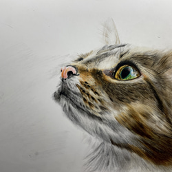 見つめる先に』– 青い瞳のキジトラ猫｜色鉛筆画 A4サイズ 原画 絵画