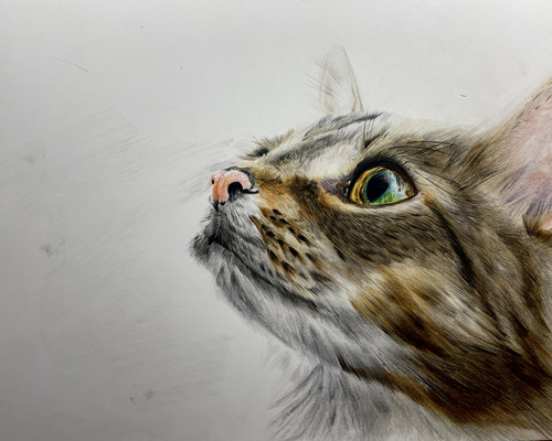 見つめる先に』– 青い瞳のキジトラ猫｜色鉛筆画 A4サイズ 原画 絵画