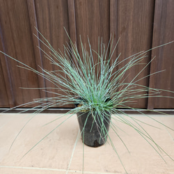 プンゲンストウヒ ホプシー ポット苗 鉢植え 新緑 美形 盆栽
