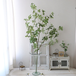 希少♡斑入り♡エバーフレッシュ♡ネムの木♡観葉植物♡インテリア