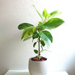 【希少】超大型 観葉植物 フィカス・アルテシマ ゴムの木 市川市お引取りオススメ ○数量限定○ ※美樹形ゴムの木 幹太 大きめ ”フィカス アルテシマ 鉢
