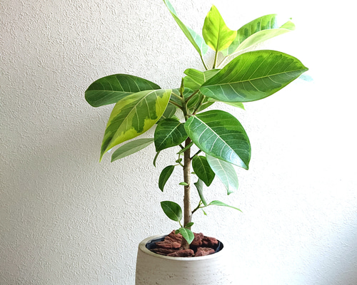 フィカス　バーガンディ　鉢下130cm美樹形　8寸 ゴムの木現品発送 幹太 フィカス バーガンディ 鉢下130cm美樹形 8寸 ゴムの木現品発送