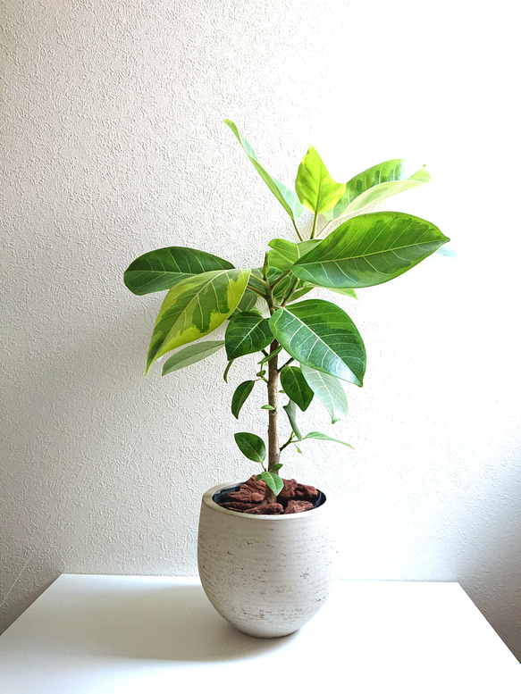 大型　フィカス　アルテシマ　陶器鉢　植え込み発送 大型 フィカス アルテシマ 陶器鉢 植え込み発送
