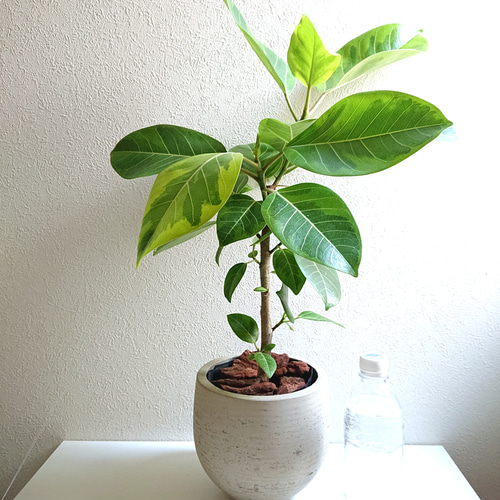 ○数量限定○ ※美樹形ゴムの木 幹太 大きめ ”フィカス アルテシマ 鉢