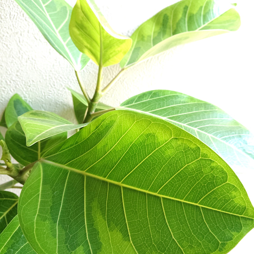 ○数量限定○ ※美樹形ゴムの木 幹太 大きめ ”フィカス アルテシマ 鉢