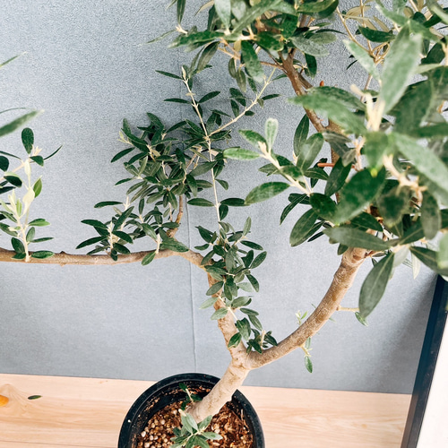 現品］【希少】91番 創樹 オリーブ セントキャサリン 8号 観葉植物