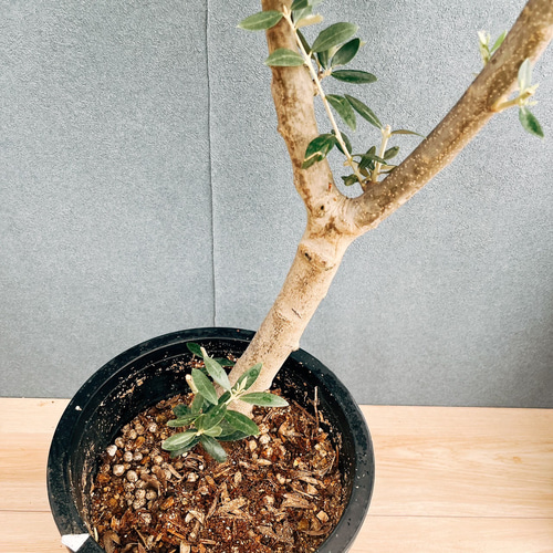 ［現品］【希少】91番　創樹　オリーブ　セントキャサリン　8号　観葉植物　レア 現品］【希少】91番 創樹 オリーブ セントキャサリン 8号 観葉植物