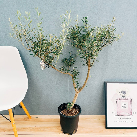 ［現品］【希少】91番　創樹　オリーブ　セントキャサリン　8号　観葉植物　レア 現品］【希少】91番 創樹 オリーブ セントキャサリン 8号 観葉植物