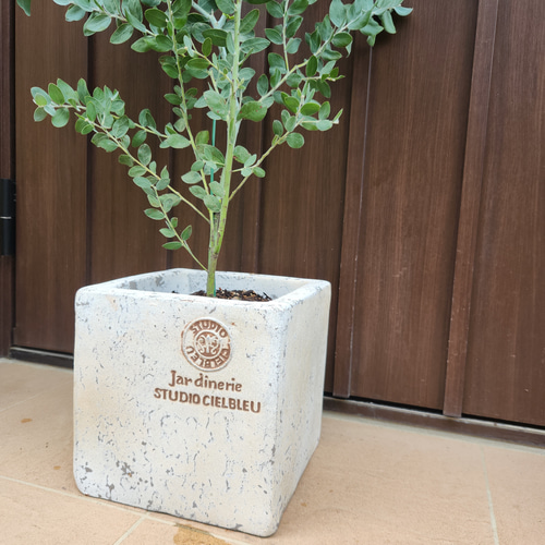 可愛い♪パールアカシア スクエア型テラコッタ鉢植え ミモザ