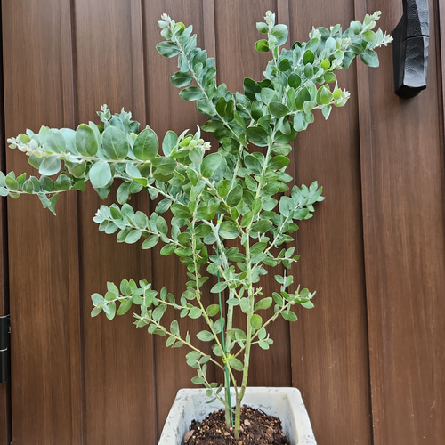 パールアカシア　テラコッタ鉢植え　２本立ち　苗　ミモザ　苗木　オージープランツ パールアカシア スクエア型テラコッタ鉢植え 苗 苗木 ミモザ