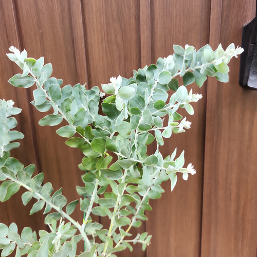 可愛い♪パールアカシア スクエア型テラコッタ鉢植え ミモザ
