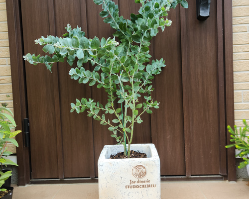 パールアカシア　テラコッタ鉢植え　２本立ち　苗　ミモザ　苗木　オージープランツ パールアカシア スクエア型テラコッタ鉢植え 苗 苗木 ミモザ