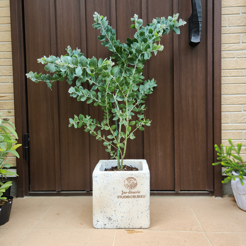 パールアカシア　テラコッタ鉢植え　苗　ミモザ　オージープランツ 可愛い♪パールアカシア スクエア型テラコッタ鉢植え ミモザ オージー