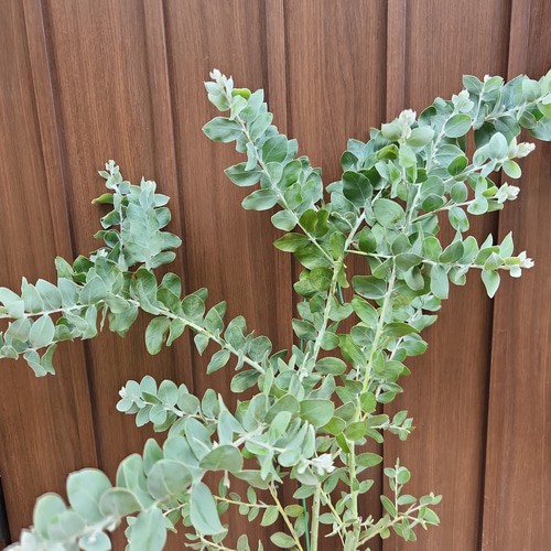 可愛い♪パールアカシア スクエア型テラコッタ鉢植え ミモザ オージー