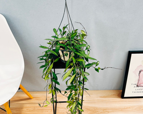 現品］ 82番 ホヤ ダビドクミンギ 5号 観葉植物 蔓性 かわいい