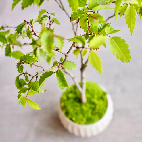 盆栽　欅　ケヤキ　中品盆栽 長方鉢 緑色の葉 盆栽 欅 ケヤキ 中品盆栽 長方鉢 緑色の葉 小品盆栽：斑入りに