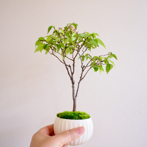 超極太古木　欅　ケヤキ　盆栽　　落葉樹 高さ約45cm 超極太古木 欅 ケヤキ 盆栽 落葉樹 高さ約45cm けやき 約50年 |