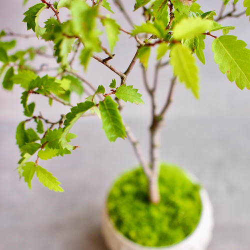 超極太古木　欅　ケヤキ　盆栽　　落葉樹 高さ約45cm 欅｜ケヤキ | 落葉樹｜盆栽｜小さな街路樹 盆栽 bonsaikiki 通販