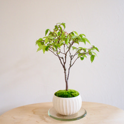 盆栽 舟形変わり鉢 苔景 ガンコウラン 盆栽 舟形変わり鉢 苔景