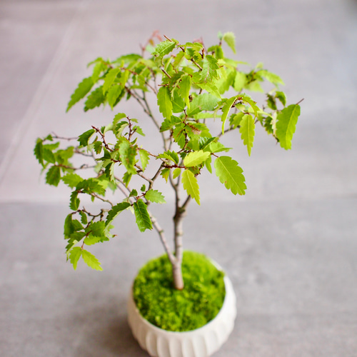 欅｜ケヤキ | 落葉樹｜盆栽｜小さな街路樹 盆栽 bonsaikiki 通販