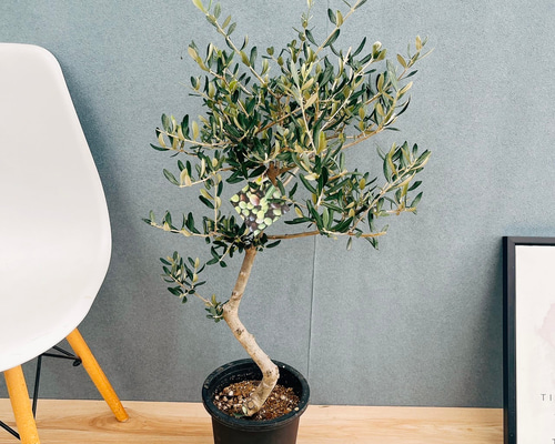 現品］99番 創樹 オリーブ ルッカ 7号 観葉植物 大型 屋外 オリーブの