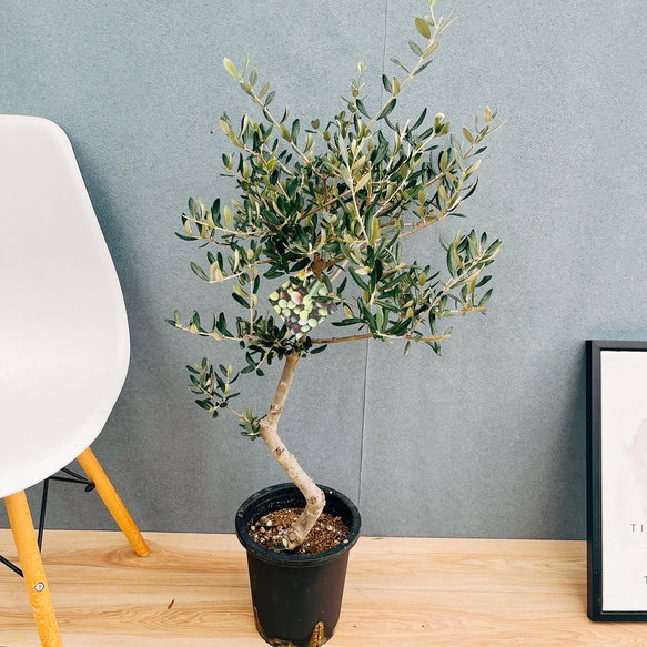 ［現品］99番 創樹　オリーブルッカ　7号　観葉植物　オリーブの木　自家結実性有 現品］99番 創樹 オリーブ ルッカ 7号 観葉植物 大型 屋外 オリーブの