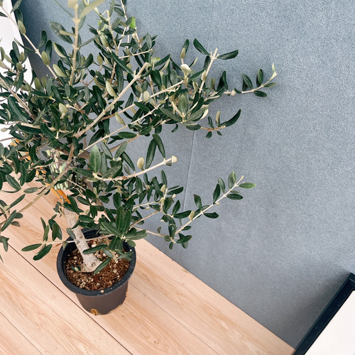 ［現品］99番 創樹　オリーブルッカ　7号　観葉植物　オリーブの木　自家結実性有 現品］99番 創樹 オリーブ ルッカ 7号 観葉植物 大型 屋外 オリーブの