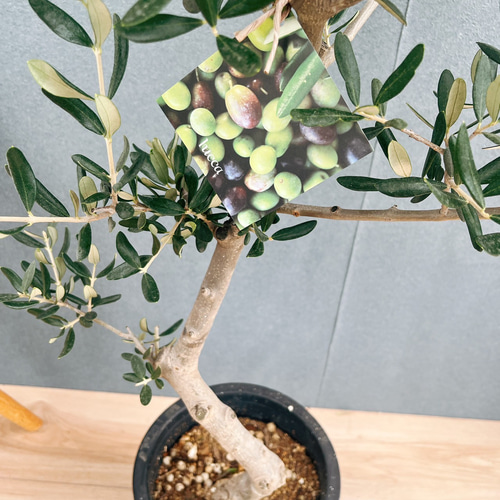 ［現品］99番 創樹　オリーブルッカ　7号　観葉植物　オリーブの木　自家結実性有 現品］99番 創樹 オリーブ ルッカ 7号 観葉植物 大型 屋外