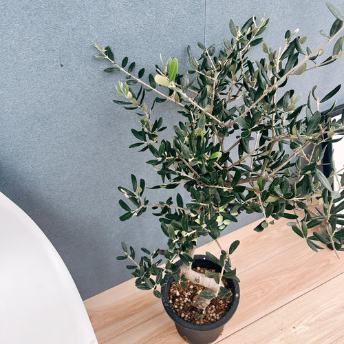 ［現品］99番 創樹　オリーブルッカ　7号　観葉植物　オリーブの木　自家結実性有 現品］99番 創樹 オリーブ ルッカ 7号 観葉植物 大型 屋外