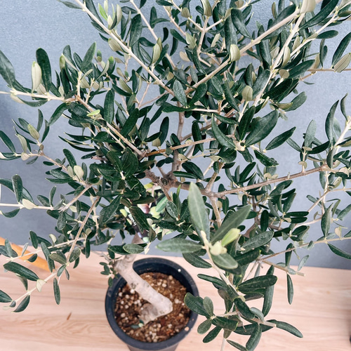 ［現品］99番 創樹　オリーブルッカ　7号　観葉植物　オリーブの木　自家結実性有 現品］99番 創樹 オリーブルッカ 7号 観葉植物 オリーブの木