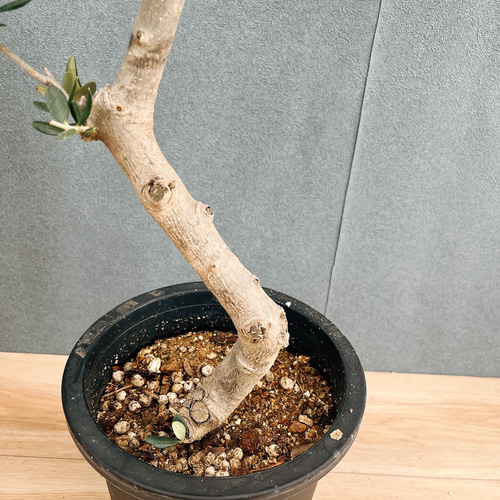 現品］99番 創樹 オリーブ ルッカ 7号 観葉植物 大型 屋外