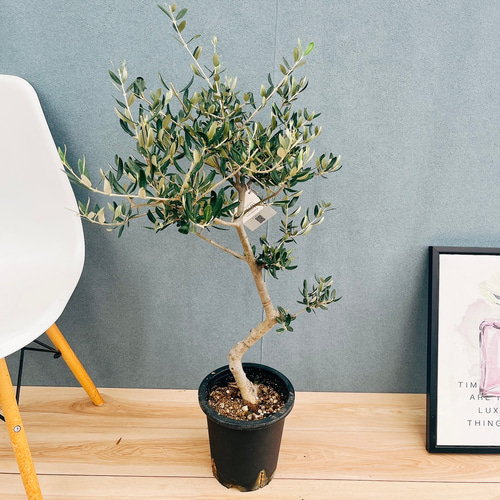 現品］99番 創樹 オリーブ ルッカ 7号 観葉植物 大型 屋外 オリーブの