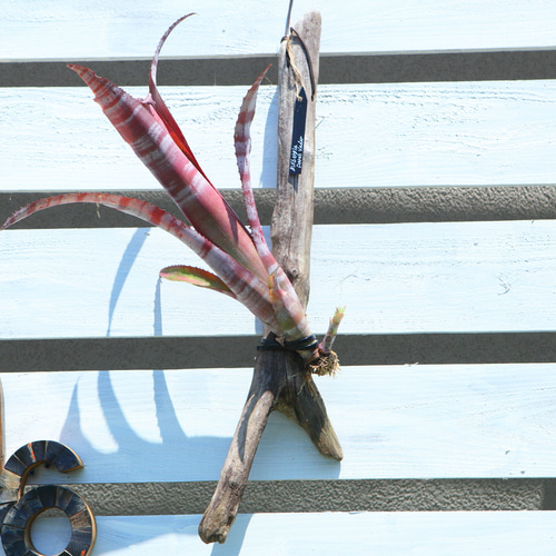 子株付き ビルベルギア ダースベイダーG102 Billbergia ´Darth Vader