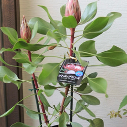 【シルバープリンス コウム 原種シクラメン】シルバーリース寄植え 人気の原種シクラメン・コウム、美しい銀葉の選抜品種「シルバー