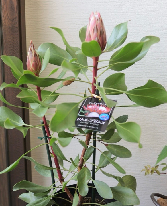 一部葉焼けの為SALE】オージープランツ❤︎キングプロテア【リトル