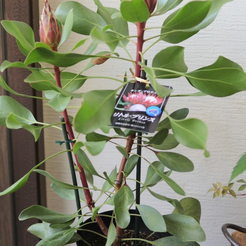 プロテア フロステッドファイヤー 大株！ プロテア フロステッド