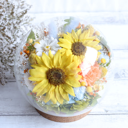 スーパー兜Vタイプ 兜丸 サボテンの 種子 Ω版200粒〜 多肉植物